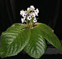 Sinningia speciosa 'Carangola'