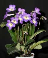 Streptocarpus 'Heartland's Midnight Sun'