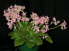 Conandron ramondioides