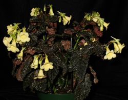 Aeschynanthus humilis