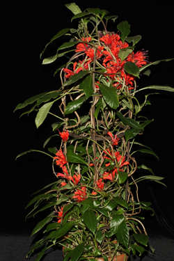 fuzzy green plant with red flowers