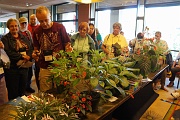 C12-6-12-After show break - Bill Price sharing cuttings from his show plants