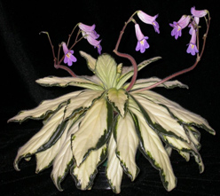 Primulina 'Cynthia'
