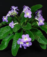 Streptocarpus 'Shy Blue''