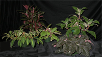 2008 Best in Show, Nautilocalyx Collection