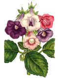 Sinningia speciosa