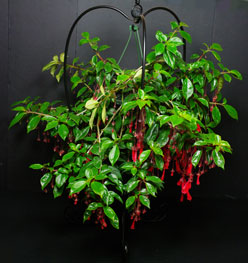 Best in Show, Nematanthus