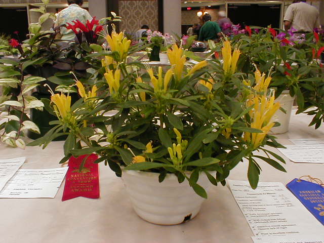 Aeschynanthus hildebrandii 'Topaz'