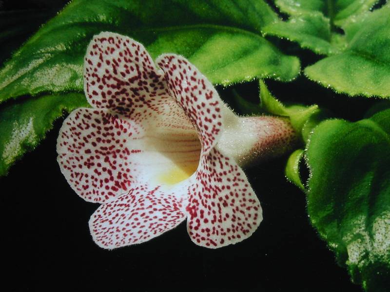 Color Print:  Sinningia guttata