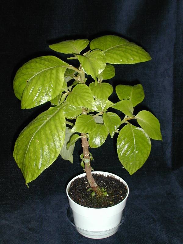 Cyrtandra capitulata