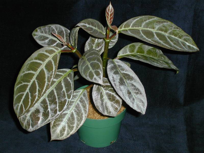 Drymonia chiribogana