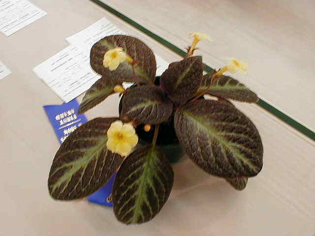 Episcia 'Suomi'
