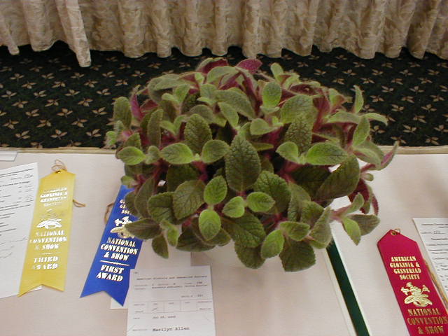 Eucodonia andreuxii 'Woolly Morrion'