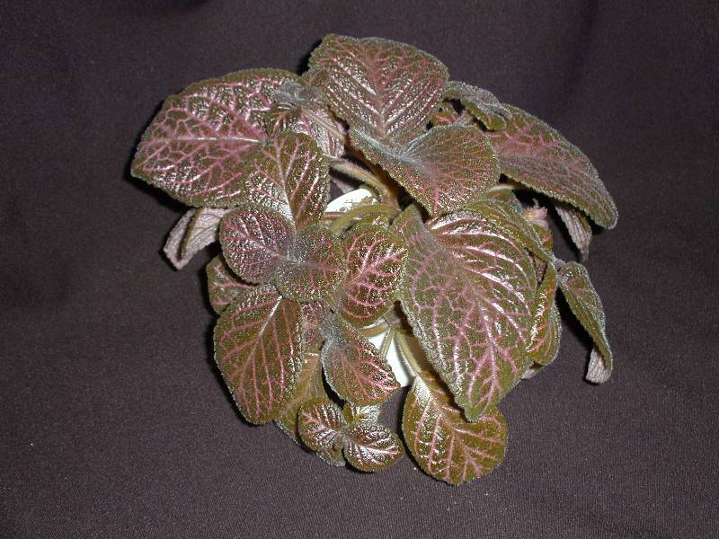Episcia 'Kee Wee'