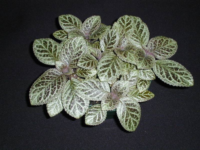 Episcia 'Silverdust'