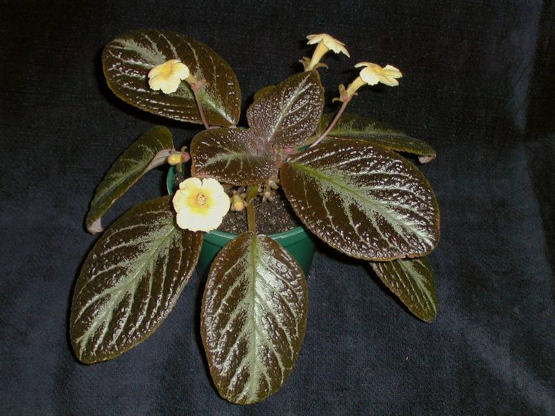 Episcia 'Suomi'