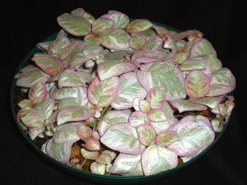 Epsiceavariegated