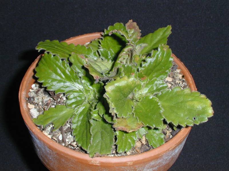 Haberlea rhodopensis