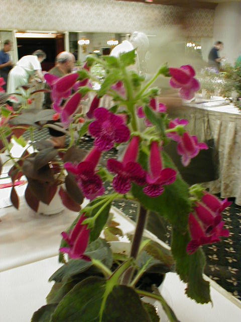Kohleria 'Jester'