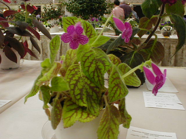 Kohleria 'Rongo'