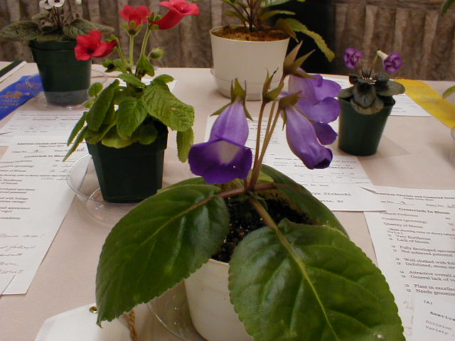 Sinningia speciosa hybrid