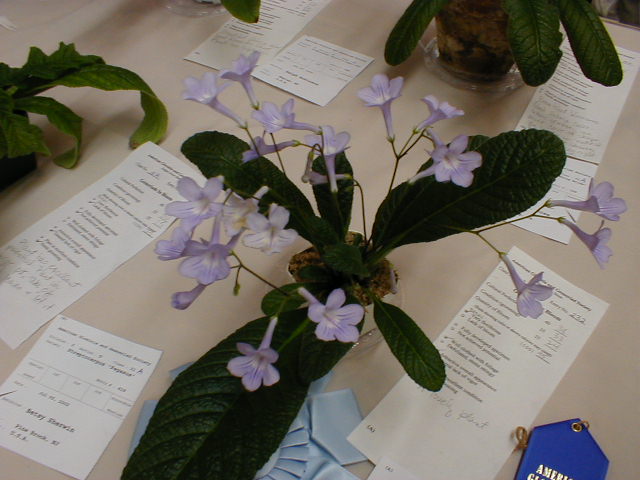 Streptocarpus 'Gator's Tail'