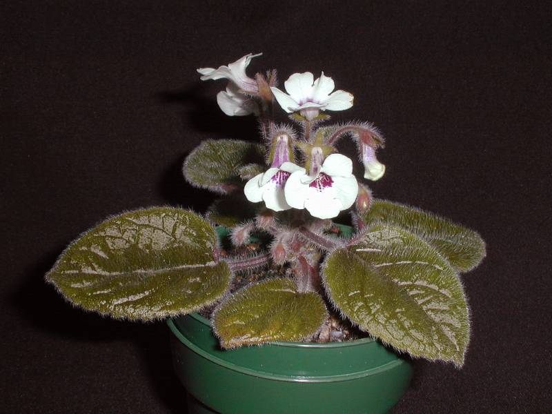 Sinningia 'Amizade'