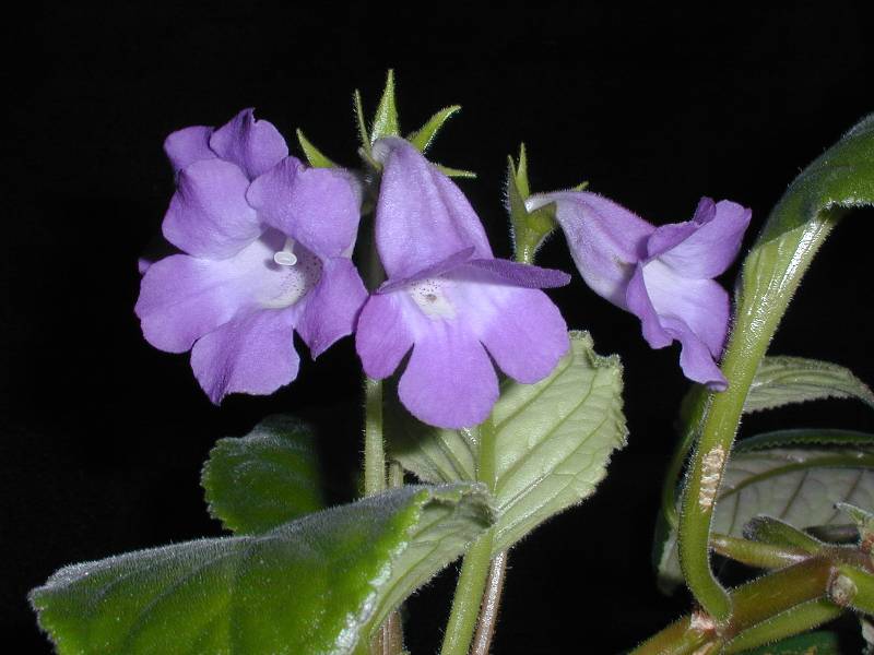 Sinningia speciosa hybrid