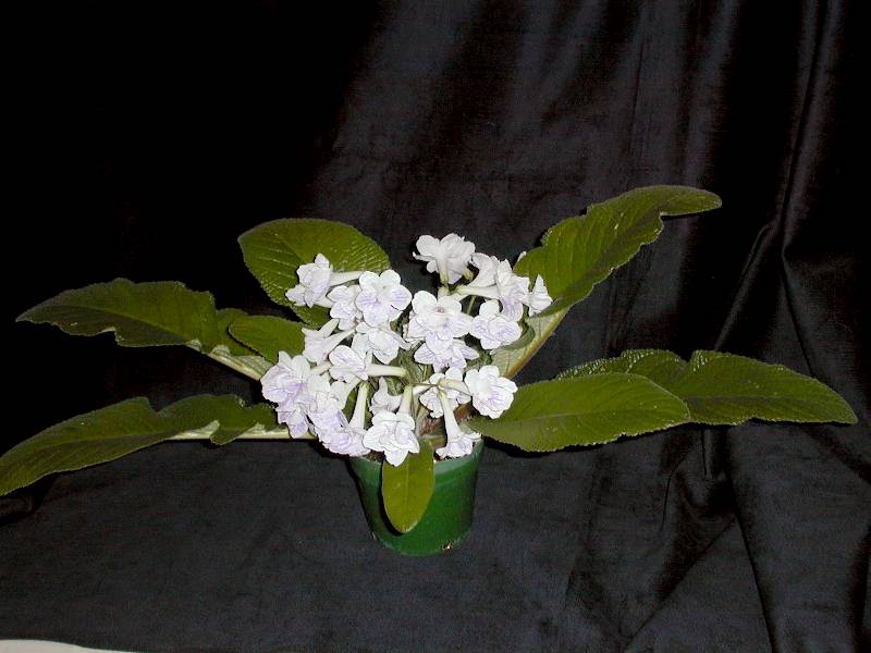 Streptocarpus 'Chorus Line'