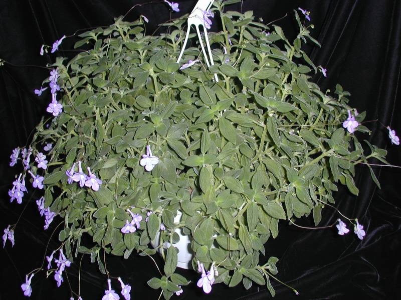 Streptocarpus 'Good Hope'