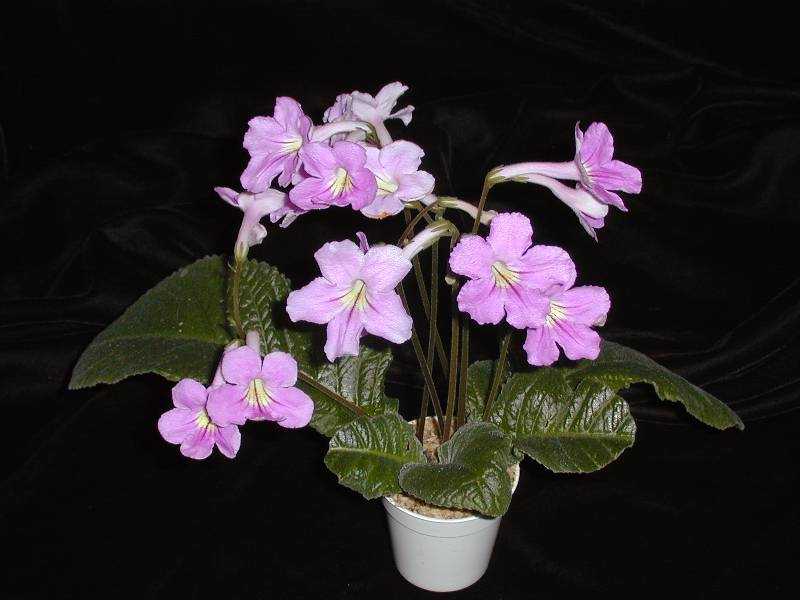 Streptocarpus 'Little Pink Pixie'