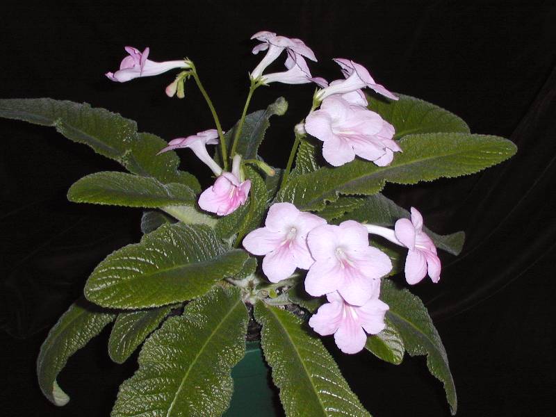 Streptocarpus 'Samantha'