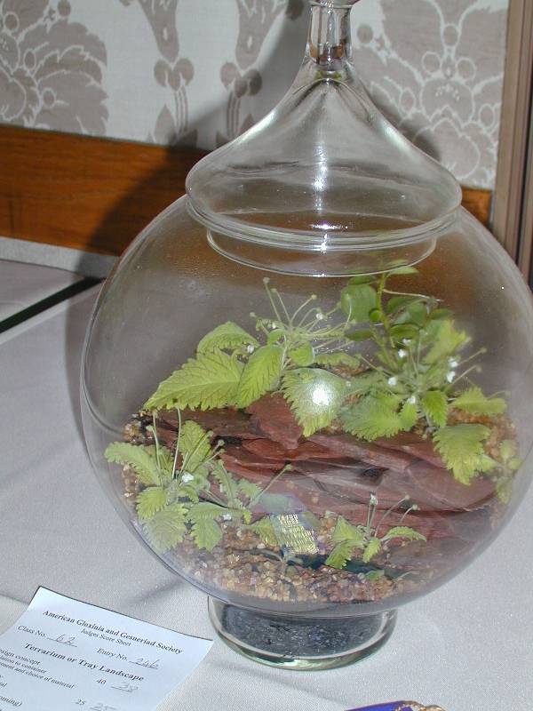 Curved terrarium