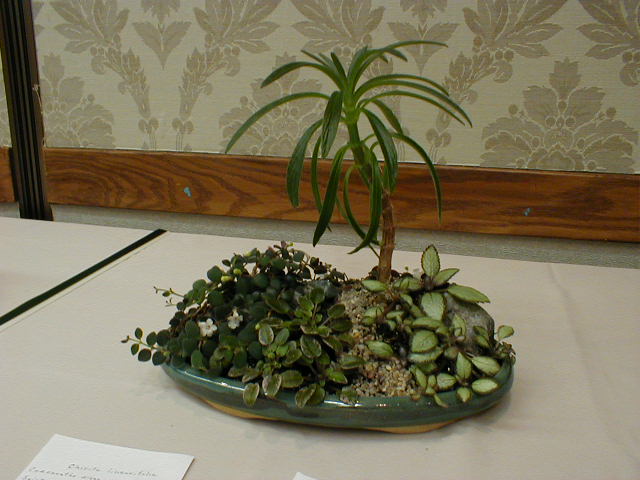 Tray landscape R Platz
