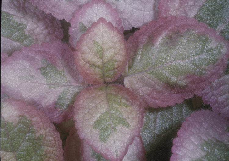 episcia