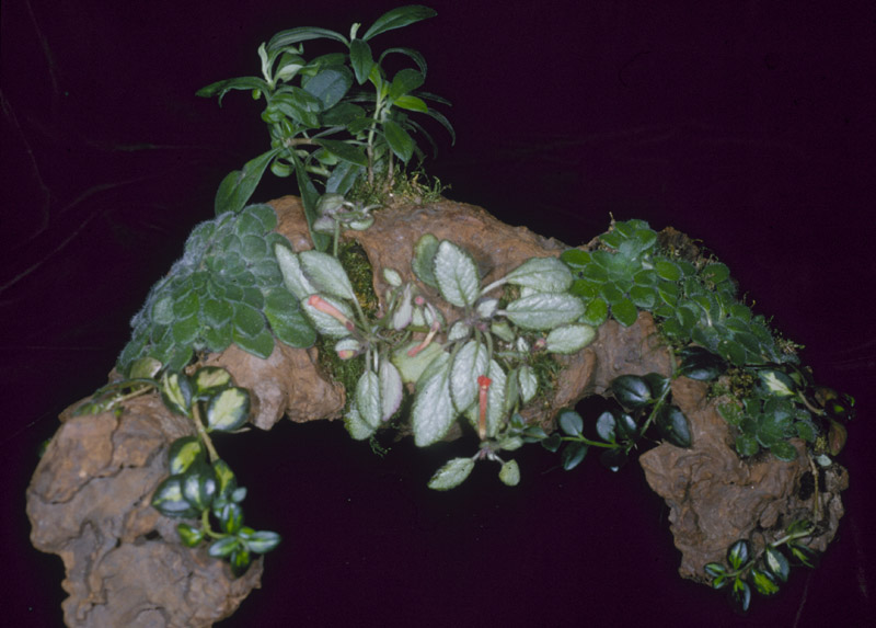 natural garden