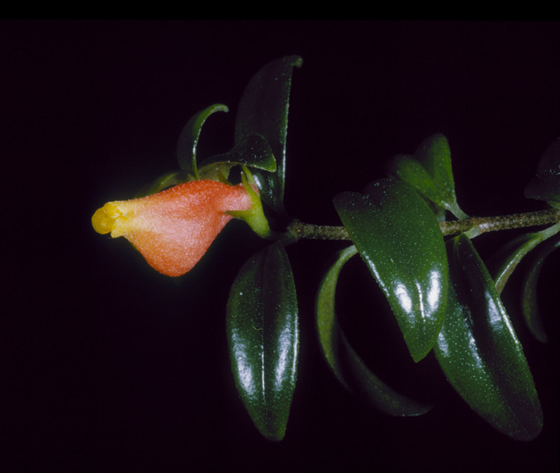 Nematanthus wettsteinii