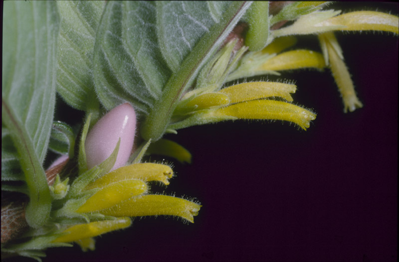 Pentadenia orientandina