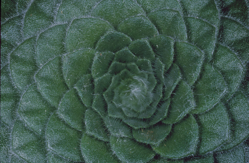petrocosmea forrestii