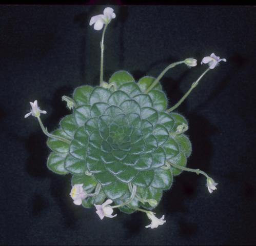 petrocosmea forrestii blooming