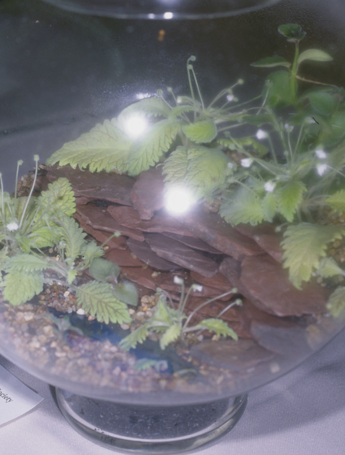 Curved terrarium