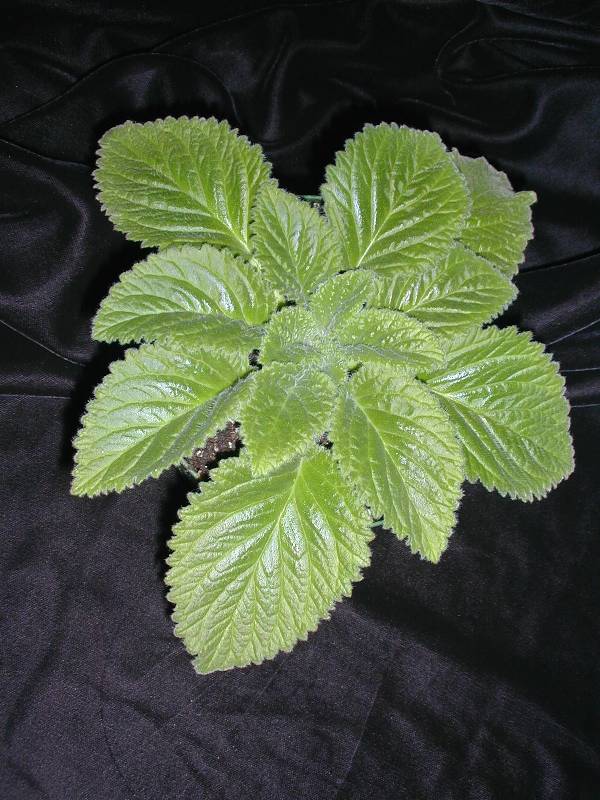 xBrigandra calliantha
