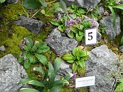 2-13-Oreocharis auricula