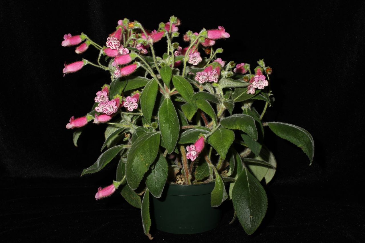 Best John Boggan Hybrid