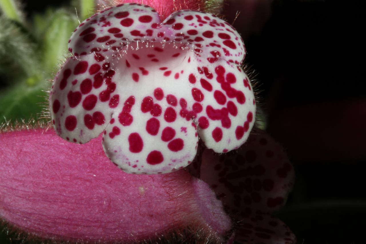 Best John Boggan Hybrid