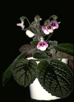 Sinningia hirsuta x S. kautskyi (14493 bytes)