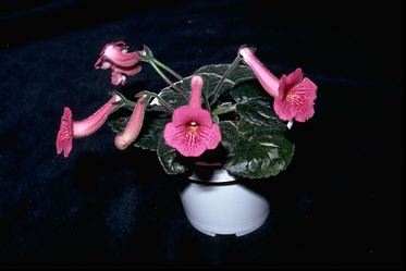 Sinningia 'Susan' x self (12468 bytes)