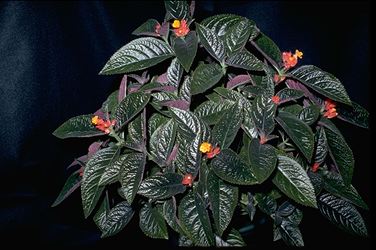 Chrysothemis pulchella (25679 bytes)