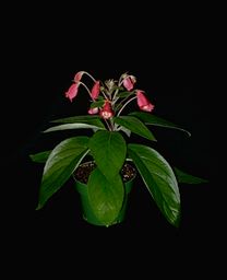 Gloxinia 'Chic' (5756 bytes)