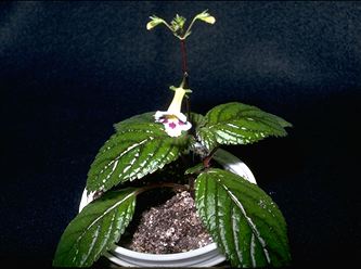 Diastema species (Colombia) (16871 bytes)